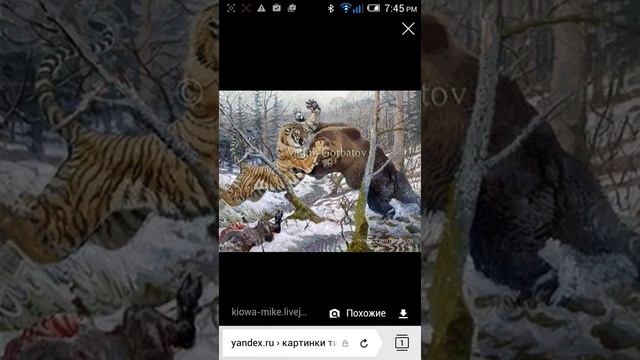 Кто сильнее амурский тигр или бурый медведь. смотреть онлайн