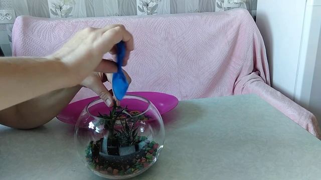 Флорариум из комнатных растений смотреть онлайн