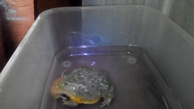 Лягушка водонос кормление взрослой мышью African Bullfrog Eats A Large Mouse