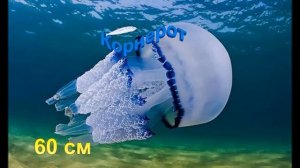 ТОП 10 САМЫХ БОЛЬШИХ МЕДУЗ