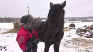 Глистогонка лошадей.