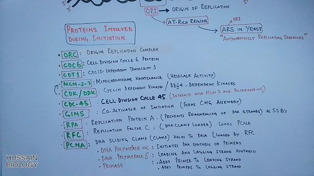 DNA Replication In Eukaryotes | Initiation смотреть онлайн