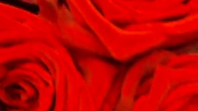 Rose ´Grand Amore´ смотреть онлайн