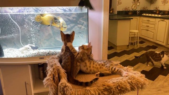 Kittens saw fish for the first time and did not know how to eat it смотреть онлайн