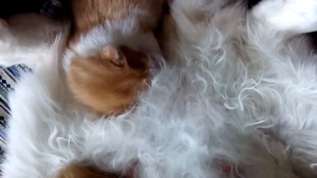 Мама спит она устала ... смотреть онлайн