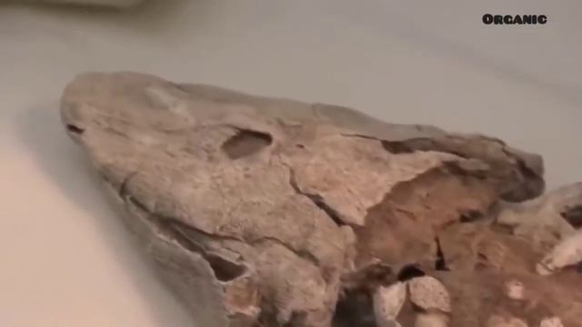 Аномальные зоны самые шокирующие гипотезы с Игорем Прокопенко 30.03.2023 смотреть онлайн