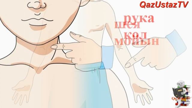 Дене мүшелері.Части тела. смотреть онлайн