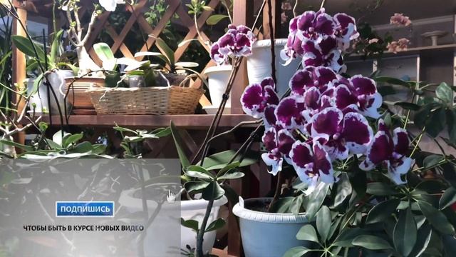 КОМНАТНЫЕ РАСТЕНИЯ ПЕРЕСТАНОВКИ смотреть онлайн
