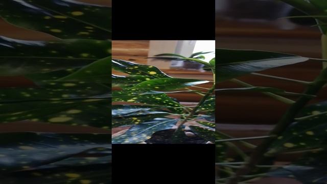 Аукуба или Кротон? Чем растения отличаются! смотреть онлайн