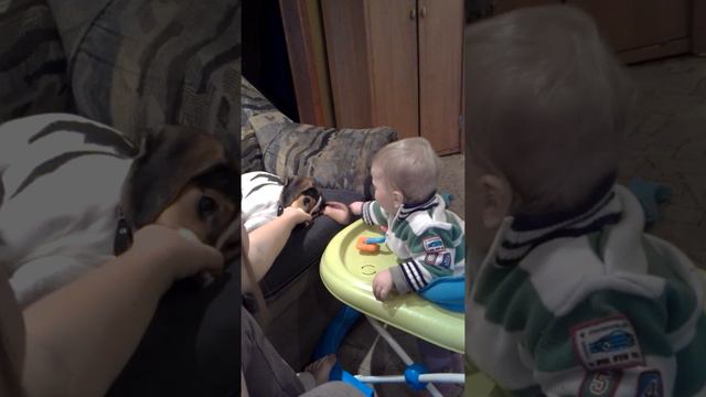 ребёнок и щенок играются :) смотреть онлайн