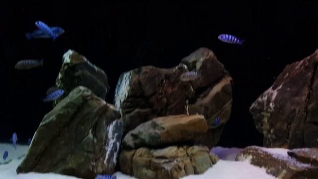 Рифы Малави смотреть онлайн