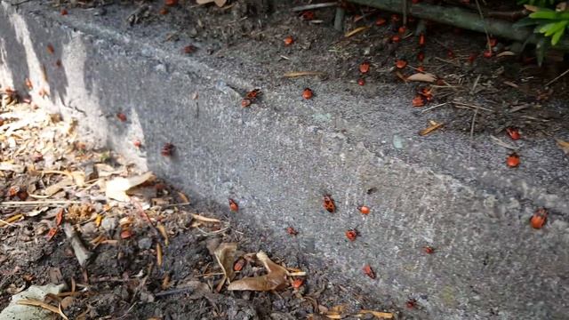 Видео с насекомыми Солдатики или Пожарники Видео для детей Pyrrhocoris apterus Video for kids смотреть онлайн