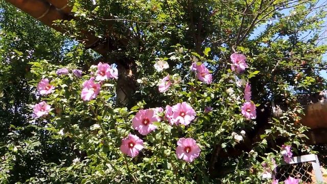 Гибискус сирийский древовидный. Как посадить растение, чтобы оно прижилось. смотреть онлайн