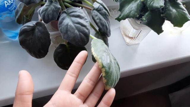 Желтые пятна на листьях у фиалки. Почему желтеют листья у фиалки? смотреть онлайн