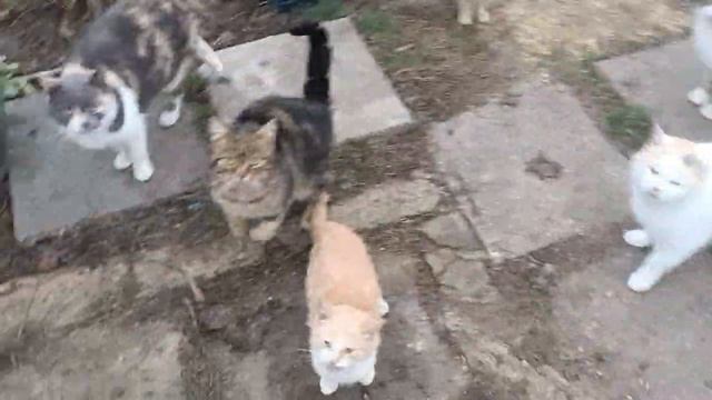 Бездомные животные....кормим зимой на даче смотреть онлайн