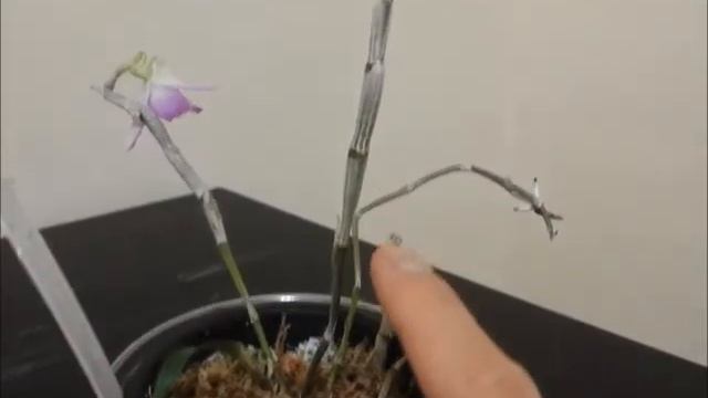 Orchid - Bloom of Dedrobium Kokomo (First Bloom!) смотреть онлайн