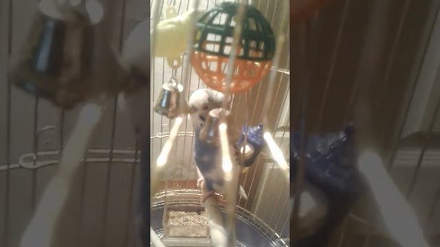 Все о породе волнистого попугая. смотреть онлайн