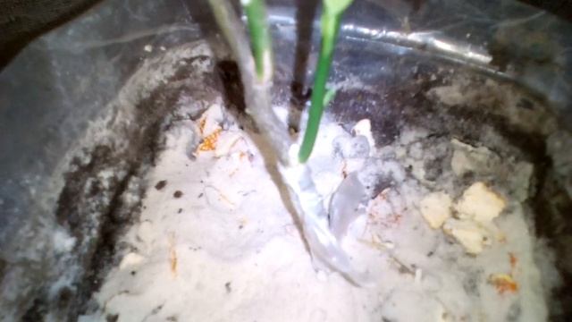 Прививка КЛЕМЕНТИНА на цитрусовый подвой смотреть онлайн