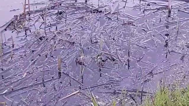 Ангельское пение. Подозрение на жабу смотреть онлайн