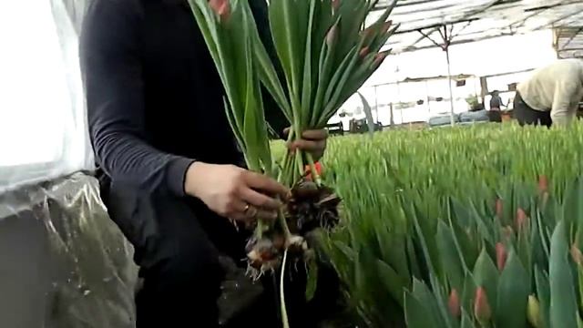 Как в Ембаево выращивают тюльпаны - репортаж с теплицы, март 2016 смотреть онлайн