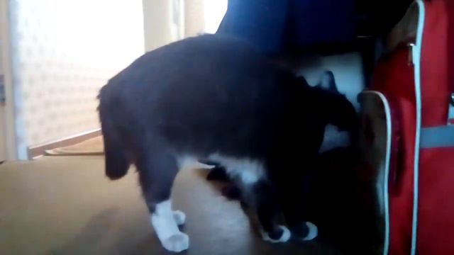 Пуф поздравляет?// 8 Марта!// Пуф Пират смотреть онлайн