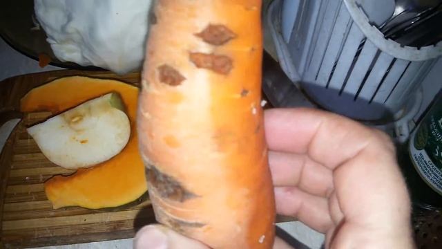 Вьетнамские поросята. Кормление. Завтрак. смотреть онлайн