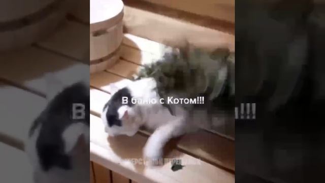 Наши милые питомцы котики смотреть онлайн