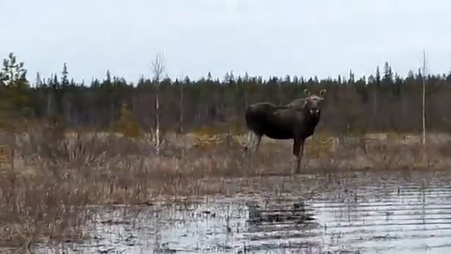 Лось в Карелии смотреть онлайн