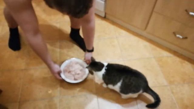 Чем кормить домашнюю кошку смотреть онлайн