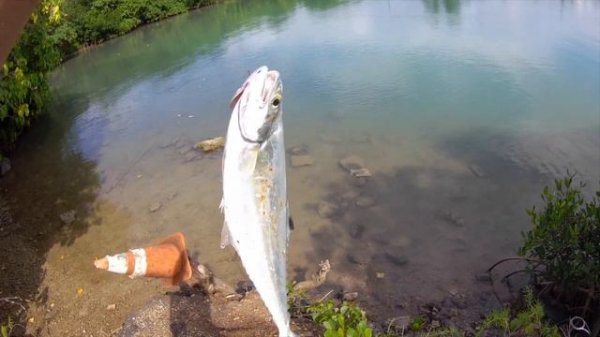 My Okuma Helios SX Reel & Guide Select Pro Rod Review!