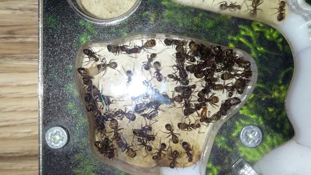 Муравьи Кампонотус Никобаренсис живут, без королевы уже 3 месяца, и откладывают яйца.