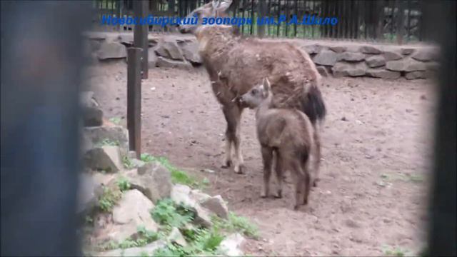 Пополнение у китайских горалов и у аргали 21.06.2021 смотреть онлайн