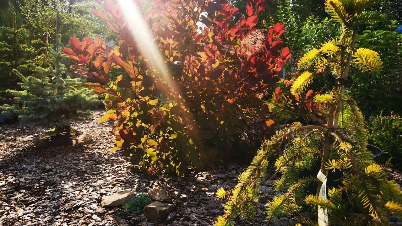 Хвойный сад и не только! Еличасть 8. Июль 2022 смотреть онлайн