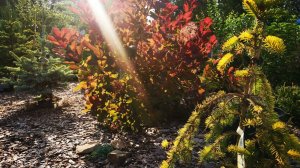 Хвойный сад и не только! Еличасть 8. Июль 2022