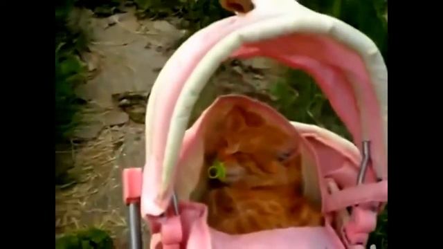 Где и как спят кошки и коты))) Ржач! смотреть онлайн
