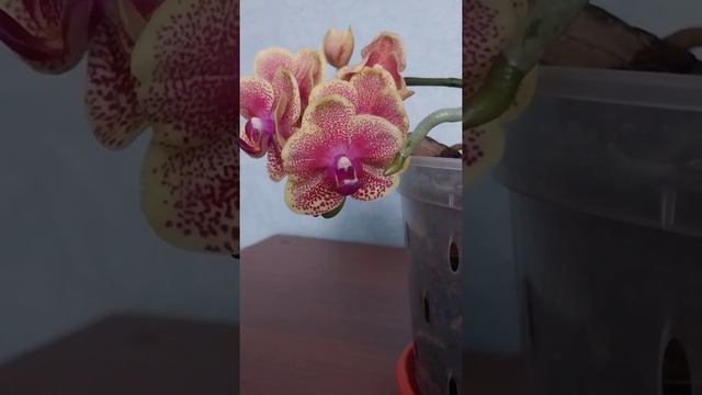 Doritaenopsis Sogo Vieker Taida " Little Monkey" смотреть онлайн