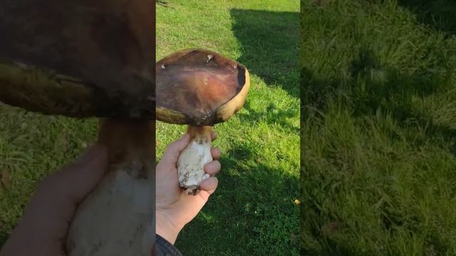 Огромный белый гриб! смотреть онлайн