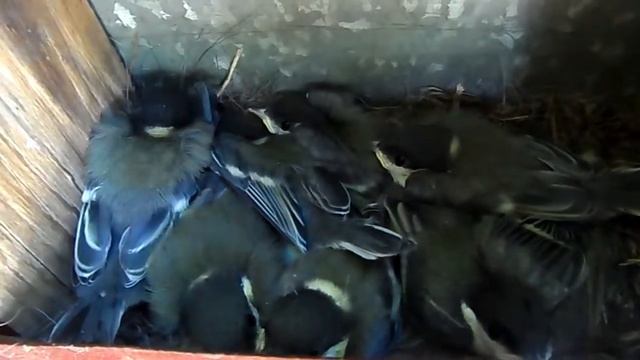 Птенцы синицы, история развития. 18 день жизни. Tit chicks, history of development. 18 day life. смотреть онлайн