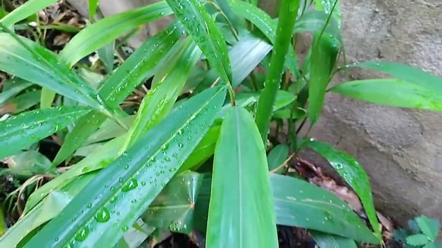 Alpinia Officinarum.
