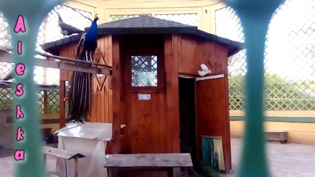 Пение, крики павлинов, их шикарные хвосты. смотреть онлайн