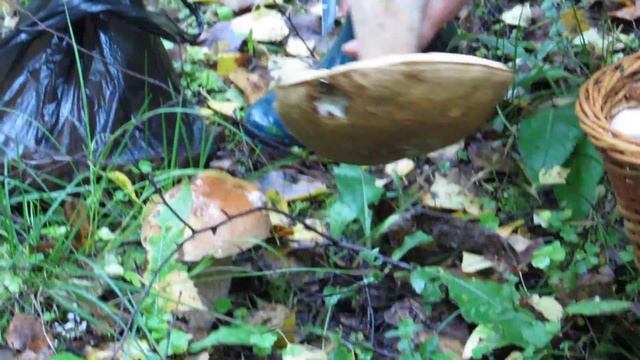 MVI 0036 смотреть онлайн