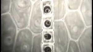 Спорогенез и гаметогенез у растений