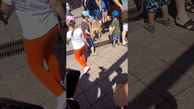 Минский зоопарк. смотреть онлайн