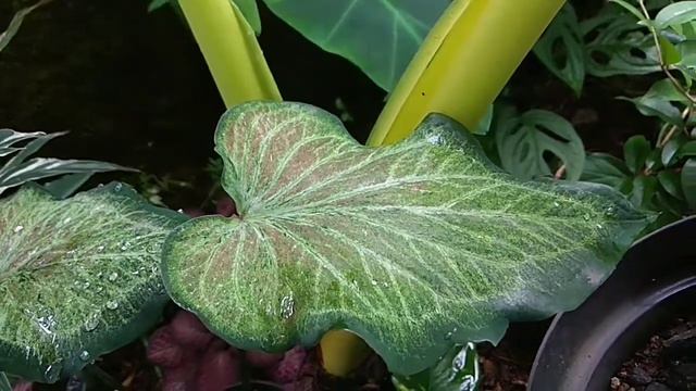 Hybrid Caladium смотреть онлайн