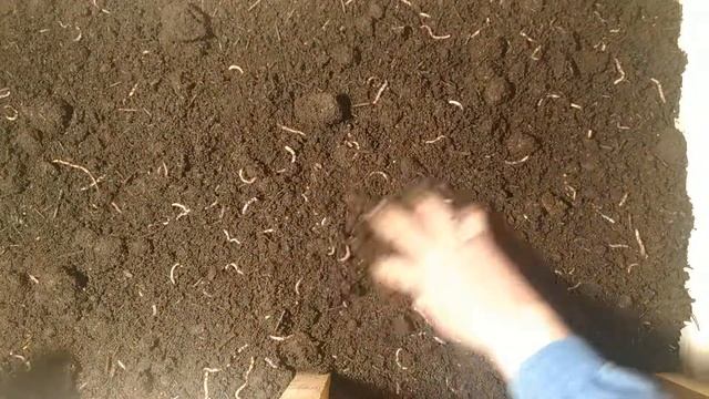 Дендробена в большом ящике на навозе крс !!! смотреть онлайн