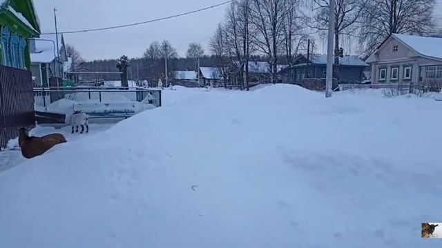 Свадьба Маи. Гуляю с козами. По следам лося. смотреть онлайн