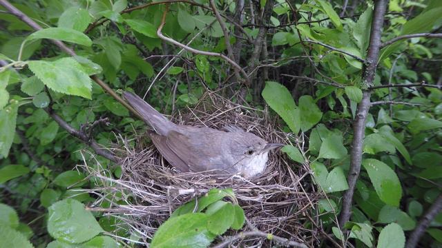 Славка Ястребиная 170619 1 за школой 23июня 3 смотреть онлайн