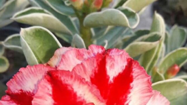 Top New Flower Adenuim Desert Rose in 2020 by Diamond Head Plants international hawaii смотреть онлайн