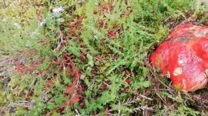 Татьяна. Как мы с подругой докосили грибы. ч.2