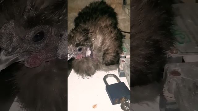 Появился китайский петух Шёлковый смотреть онлайн